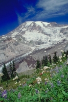 Mt Rainier