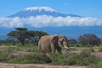 Mt. Kilimanjaro